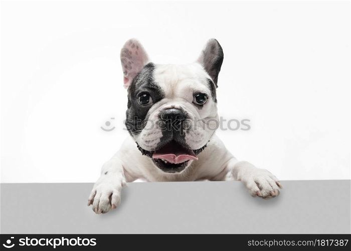 Listening to you. French Bulldog young dog is posing. Cute playful white-black doggy or pet is playing and looking happy isolated on white background. Concept of motion, action, movement.. French Bulldog young dog is posing
