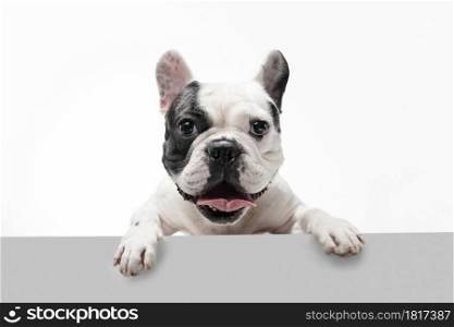 Listening to you. French Bulldog young dog is posing. Cute playful white-black doggy or pet is playing and looking happy isolated on white background. Concept of motion, action, movement.. French Bulldog young dog is posing