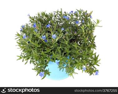 Lithodora diffusa Heavenly Blue flowers in front of white background