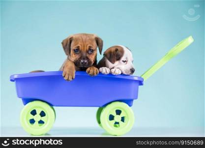 Litt≤cute doggies in a toy car