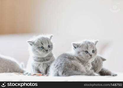 Litter of kittens in home. British Shorthair cats. Litter of kittens in home. British Shorthairs