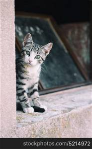 little alley kitty