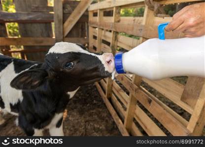 little baby cow feeding from milk bottle.