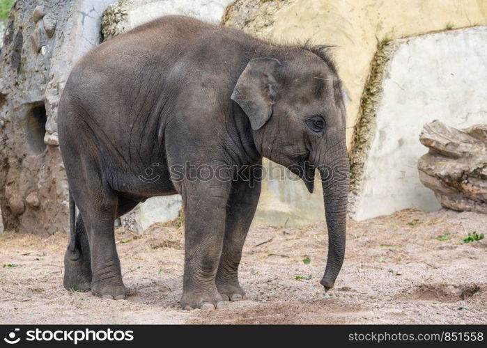 Little baby elepant in Artis Zoo Amsterdam, the Netherlands. Little baby elepant in Amsterdam Artis Zoo, the Netherlands