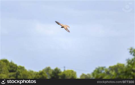 Little baby falcon flying in the air through the countryside in Spain. Little baby falcon flying in the air in Spain