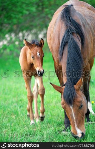little  bay  foal with mom at pasture. summer 