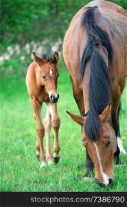 little  bay  foal with mom at pasture. summer 