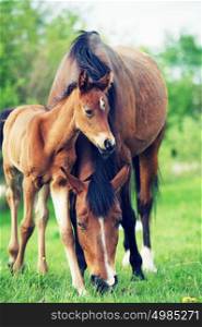 little bay foal with mom in the meadow.