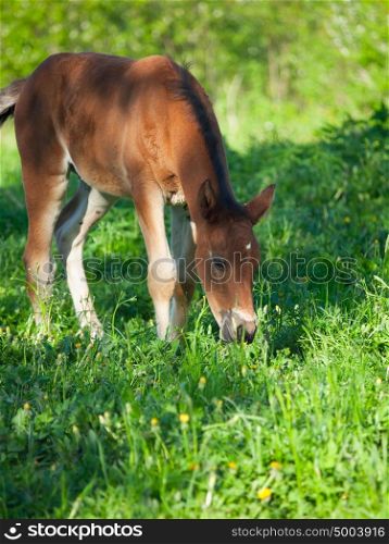 little bay Hanoverian foal