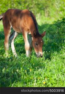 little bay Hanoverian foal