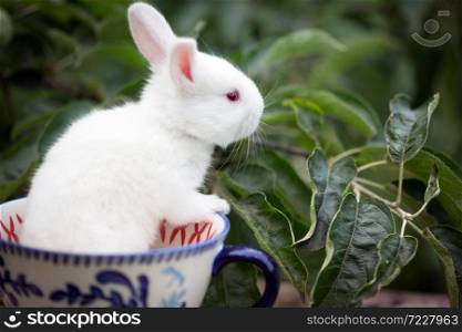 little beautiful white rabbit at the cup in the garden