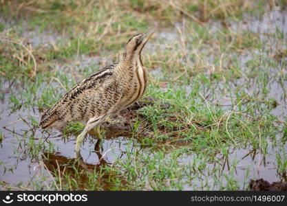 Little bird is standing in the water, on safari in Kenya