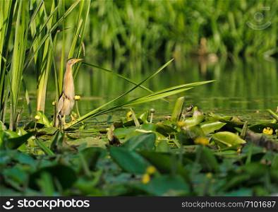 Little bittern (Ixobtychus minutus) sits on the leaves of water lilies on the edge of reed. Summer in Poland.Horizontal view.