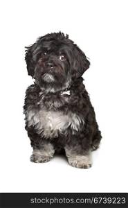 little black boomer dog. little black boomer dog in front of a white background