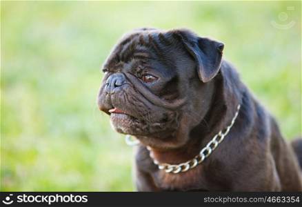 Little black dog in the park with a metallic collar