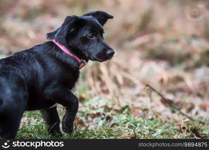 Little black dog playing on the grass. Little crossbreed dog.