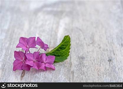 little blossoms of a hydrangea witl leaf on wooden table