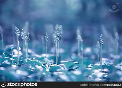 little blue flowers / nature beautiful, plants macro small flowers, spring nature background