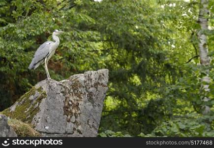 Little Blue Heron in nature
