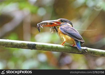 Little blue kingfisher, female Blue-banded Kingfisher (Alcedo euryzona) is feeding his chicks with shrimp in mouth