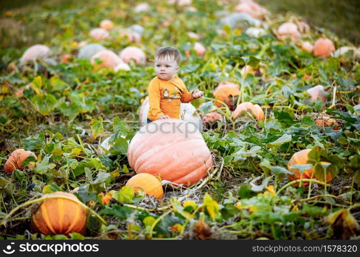 Little boy having fun on a tour of a pumpkin farm at autumn. Child near giant pumpkin. Pumpkin is traditional vegetable used on American holidays - Halloween and Thanksgiving Day. Little boy having fun on a tour of a pumpkin farm at autumn. Child near giant pumpkin. Pumpkin is traditional vegetable used on American holidays - Halloween and Thanksgiving Day.