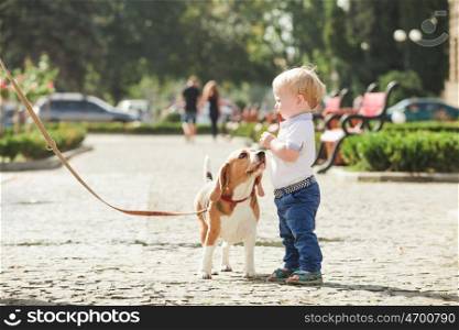Little boy is feeding the beagle dog in the walking. Boy is feeding the dog
