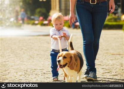 Little boy is walking the beagle dog with his mom. Boy is walking the dog