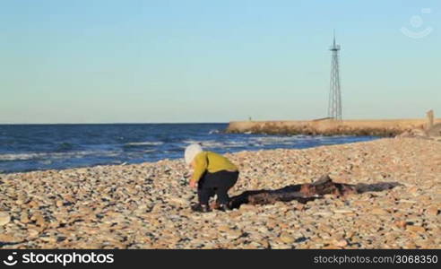 Little boy on pebble beach taking and throwing stones, old tree lying near by.