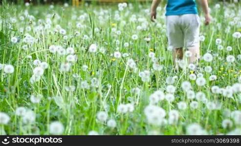 Little boy walking on the lawn among dandelions, then he picking up one