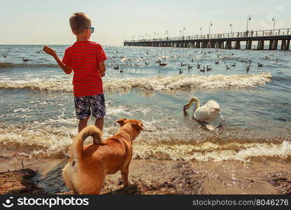 Little boy with beautiful swan.. Care and safety of animals. Little boy kid feeding playing with beautiful swan. Child having fun with big white sea bird.