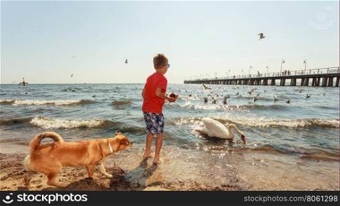 Little boy with beautiful swan.. Care and safety of animals. Little boy kid feeding playing with beautiful swan. Child having fun with big white sea bird.