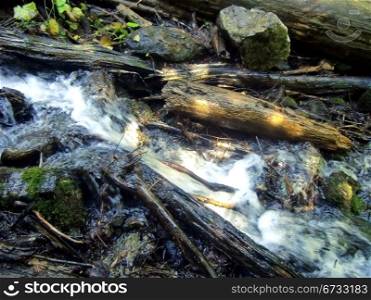 Little brook flowing through the summer forest