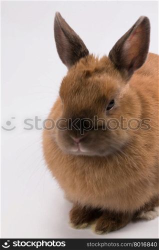 little brown fluffy bunny on white, who wants to cuddle
