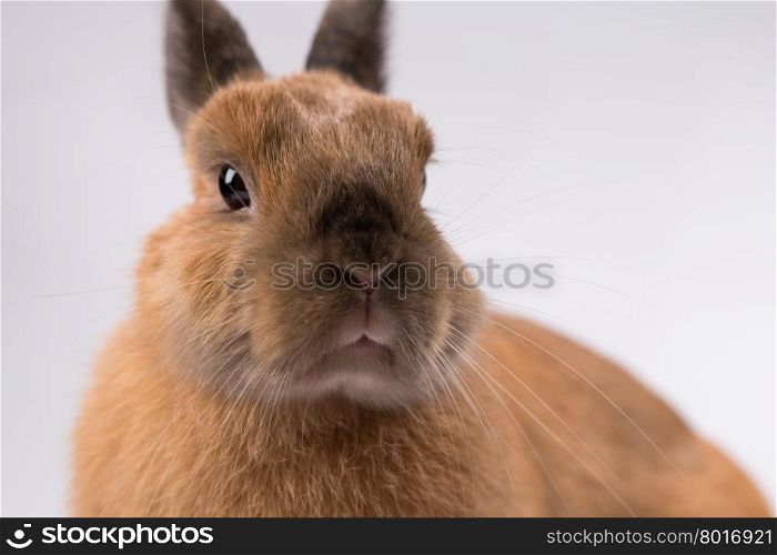 little brown fluffy bunny on white, who wants to cuddle