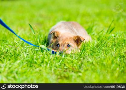 little brown playful puppy hiding in green grass on a meadow