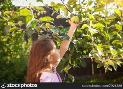 Little brunette girl picking green apple at garden