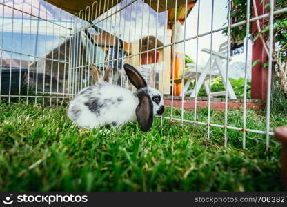 Little bunny is sitting in an outdoor compound. Green grass, spring time.