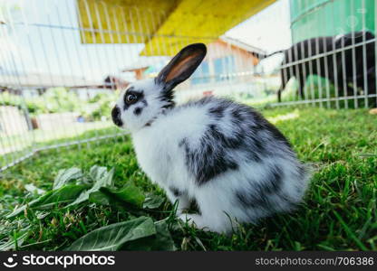 Little bunny is sitting in an outdoor compound. Green grass, spring time.