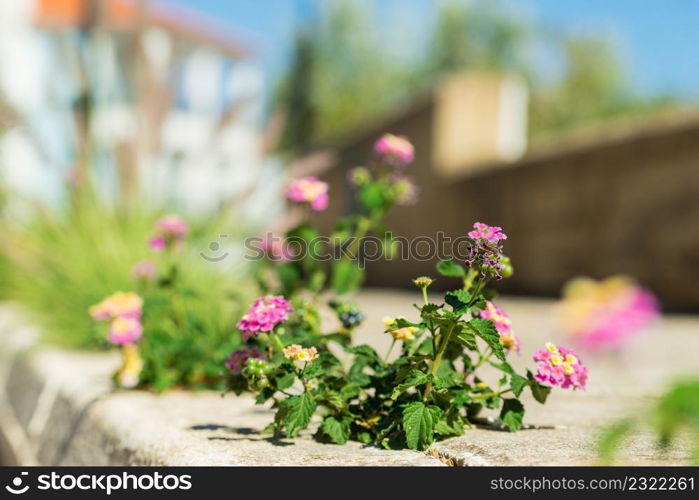 Little bush flowers growing between paving tiles outdoor on street. Nature in ubran town.. Flowers growing between paving tiles