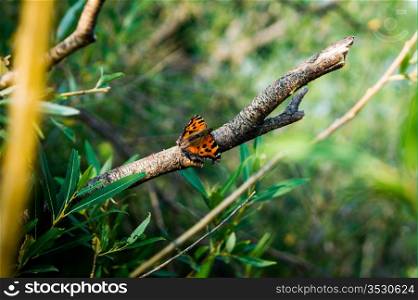 little butterfly sitting on a tree branch of green leaves