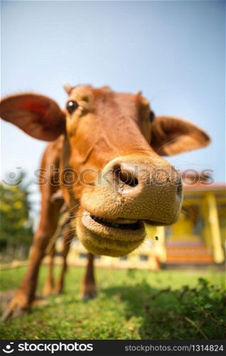 Little calf mug eating grass closeup. Cow is a sacred animal in sri lanka. Asia culture, bubbhism religion. Little calf mug eating grass closeup