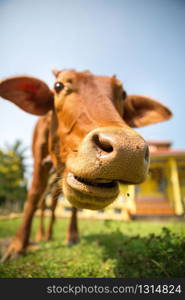 Little calf mug eating grass closeup. Cow is a sacred animal in sri lanka. Asia culture, bubbhism religion. Little calf mug eating grass closeup