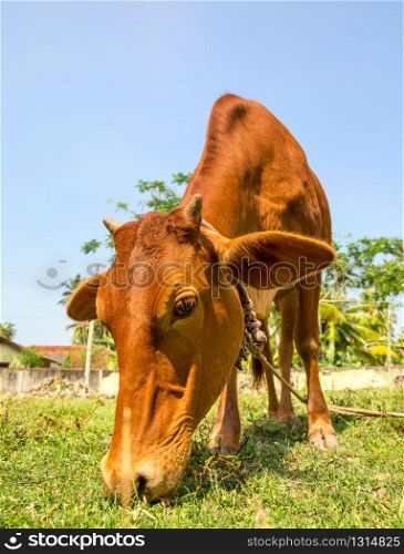 Little calf mug eating grass closeup. Cow is a sacred animal in sri lanka. Asia culture, bubbhism religion. Little calf mug eating grass closeup