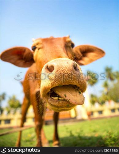 Little calf mug with hanging out tongue closeup. Cow is a sacred animal in sri lanka. Asia culture, bubbhism religion