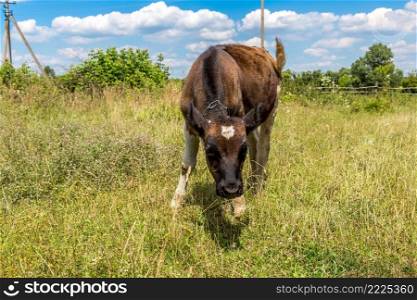 Little calf standing in grassy field in a summer day