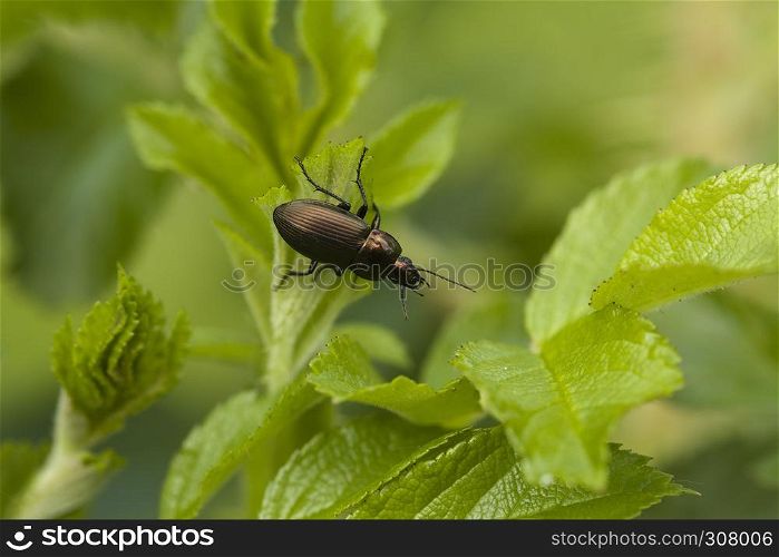 little carabus is wandering on the leaves