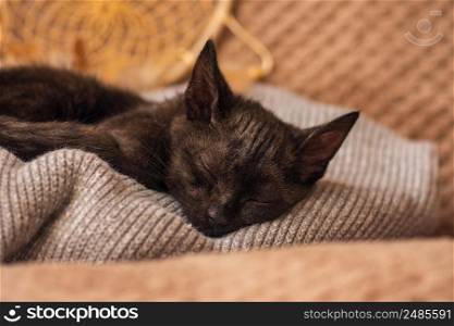 Little cat is snuggled up in soft bed while trying to sleep. Warm blanket and cute fluffy kitten. Cats rest after eating at home on soft bed.. Cute kitten resting on cushion in hygge home interior