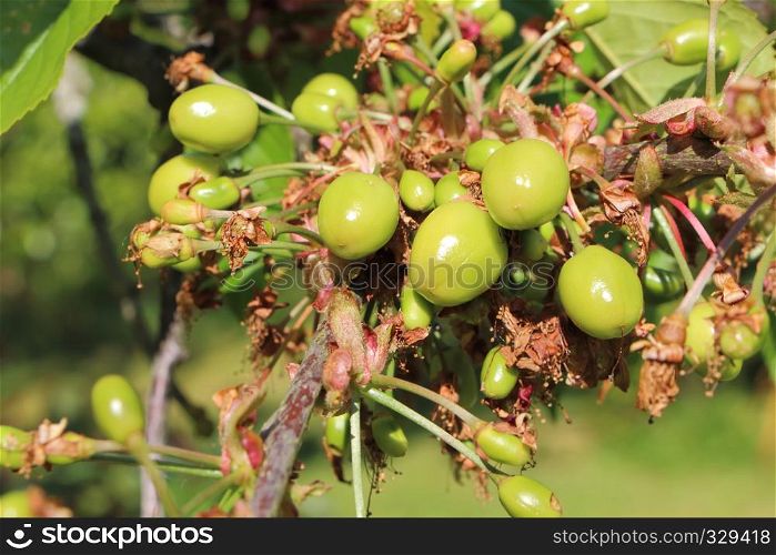 Little cherries ripening on a cherry tree in an orchard