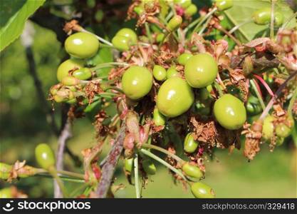 Little cherries ripening on a cherry tree in an orchard