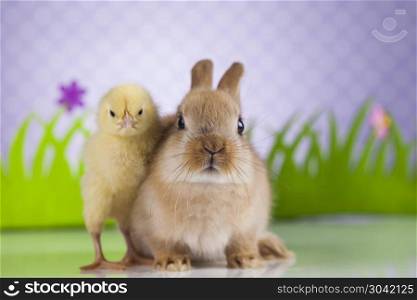 Little chick on rabbit . Happy Easter, Chick in bunny